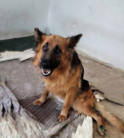 Regina, la cagnolona paralizzata cerca una famiglia