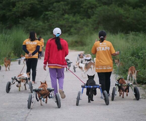 Rifugio offre una seconda possibilità ai cagnolini speciali