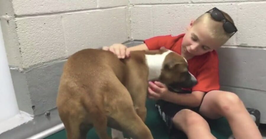 bambino accarezza un cane