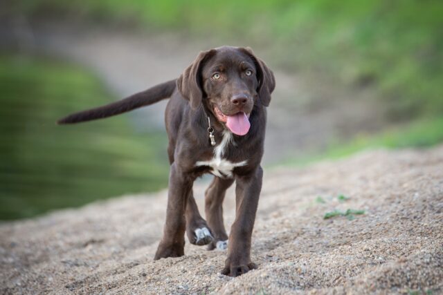 Rosie, la cagnolina salvata da un pompiere dopo esser caduta in un lago ghiacciato