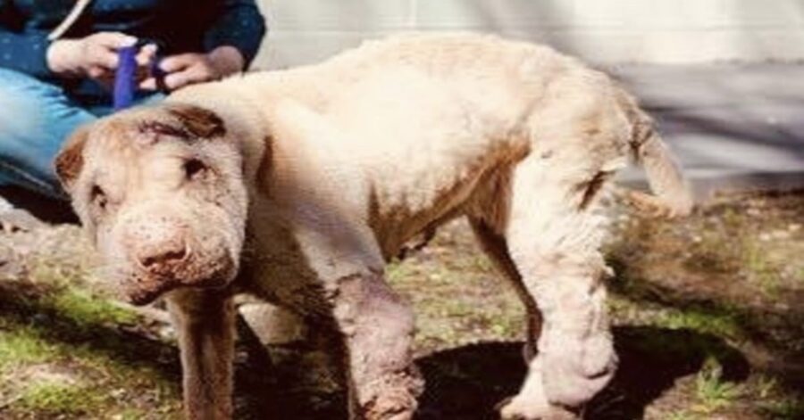 cagnolina maltrattata viene salvata