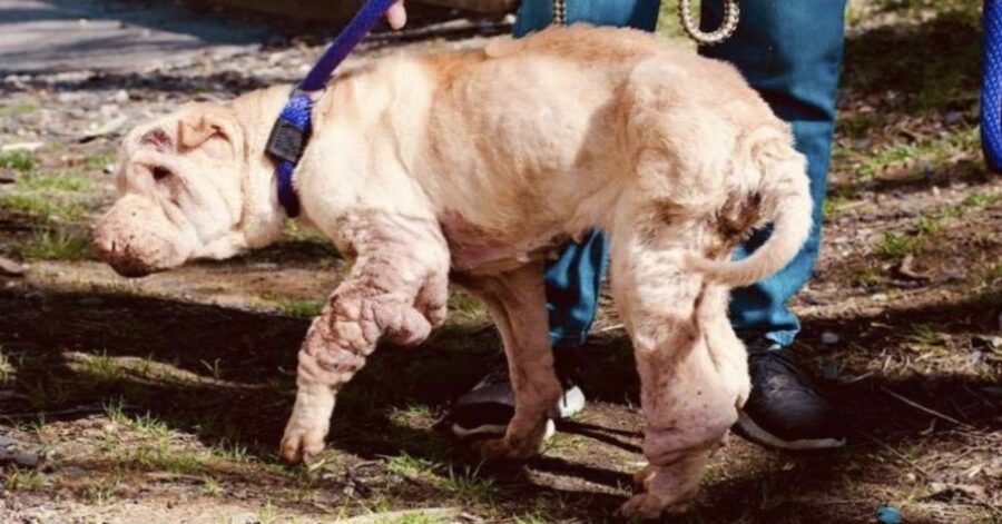 cagnolina trascurata dai padroni viene salvata dai volontari