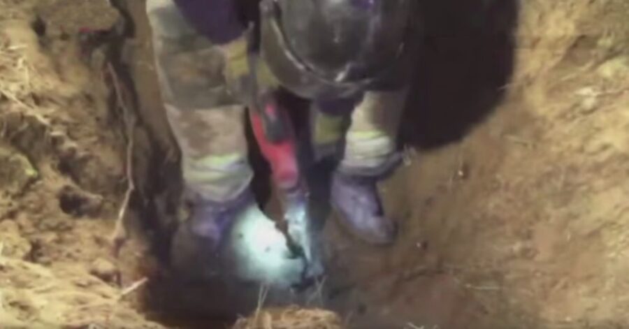 pompieri salvano un cane