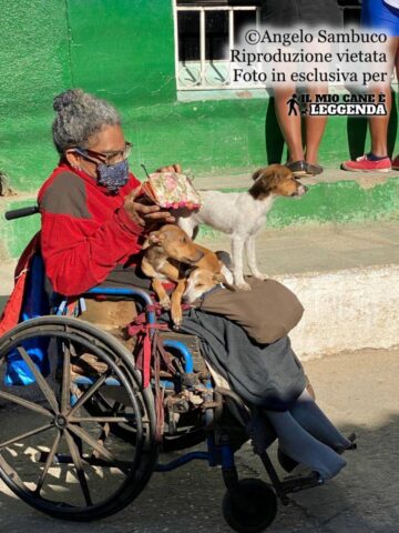 Signora disabile si prende cura di una cagnolina e dei suoi cuccioli nonostante la sua povertà