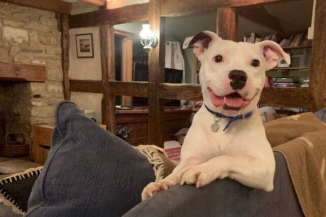 Snoop, il cagnolone che non riesce a nascondere la sua felicità
