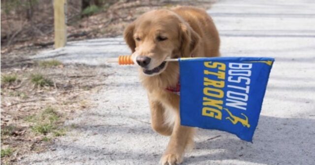 Spencer: il cane diventato mascotte degli atleti della maratona di Boston