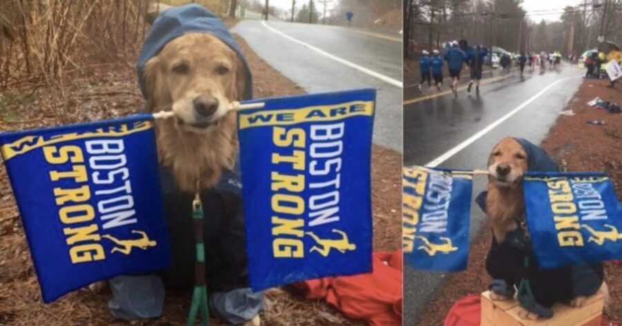 cane mascotte della maratona