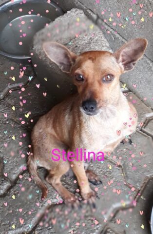 Stellina, la meravigliosa cagnolina è alla ricerca di una famiglia