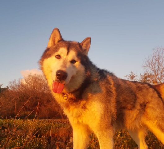 Sven, l’husky bello come il sole è alla ricerca di un’adozione felice