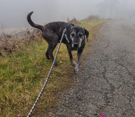 Tigro: Retriever attento al mondo che lo circonda è in cerca di una casa