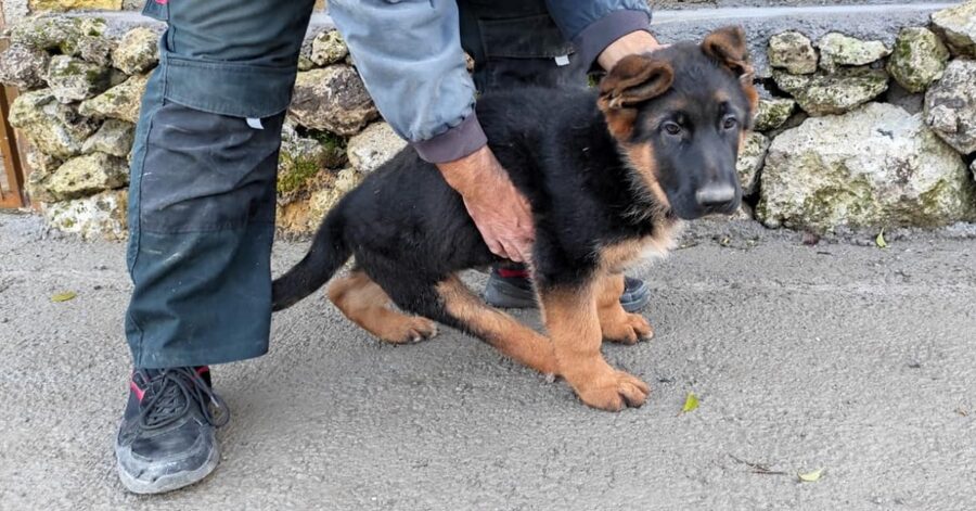 Vargo con disabilità a una zampa