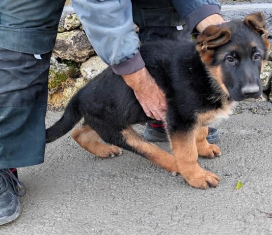 Vargo: Pastore Tedesco con disabilità alla zampa è in cerca di una nuova mamma