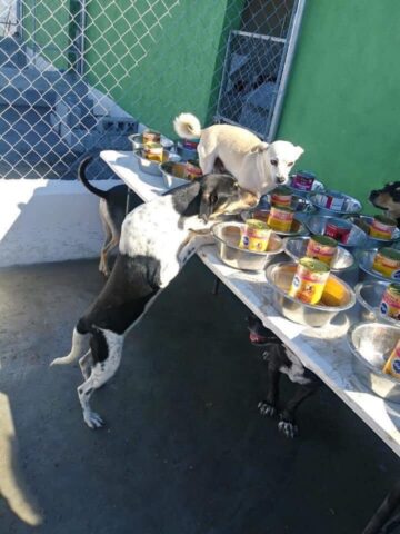 Volontari organizzano una festa di Natale per i cani randagi