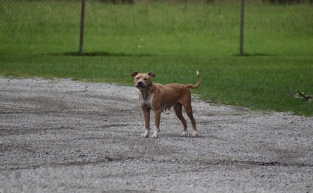 Weston, il Pitbull che ha seguito tutti i furgoni nella speranza di ritrovare il suo umano