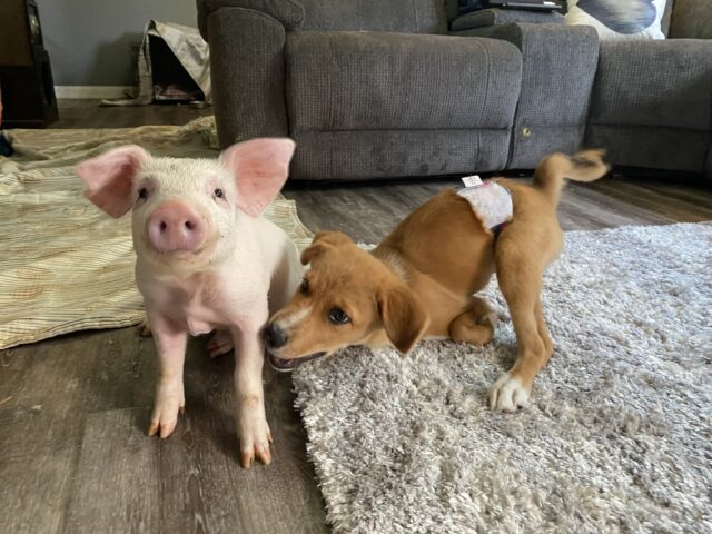 Winnie e Wilma, il cucciolo con bisogni speciali e il maialino sono amici per la pelle