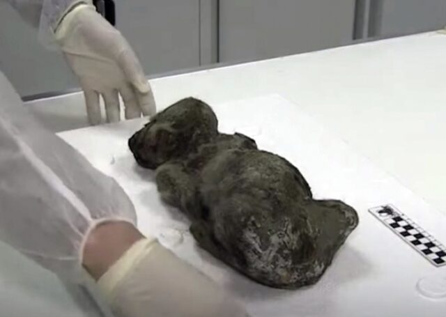 Trovato un cane vissuto 18000 anni fa conservato nel ghiaccio