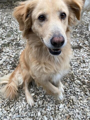 Zampa, il mix Golden Retriever è alla ricerca di un’adozione felice