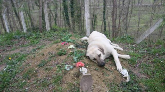 Zoso, il cane che visita ogni giorno la tomba del suo proprietario