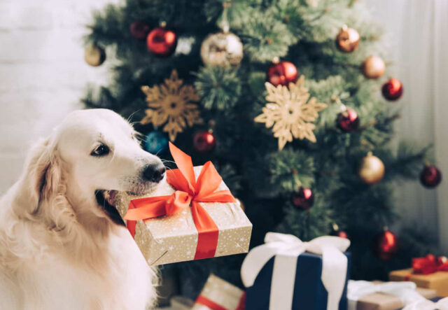 5 accessori a tema natalizio per cuccioli di cane, i più belli e divertenti