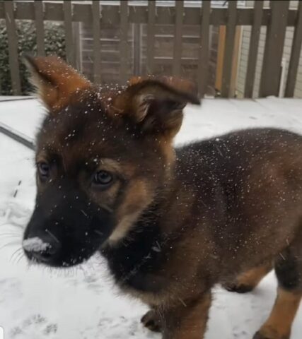 Adorabile cucciolo vede la neve per la prima volta (VIDEO)