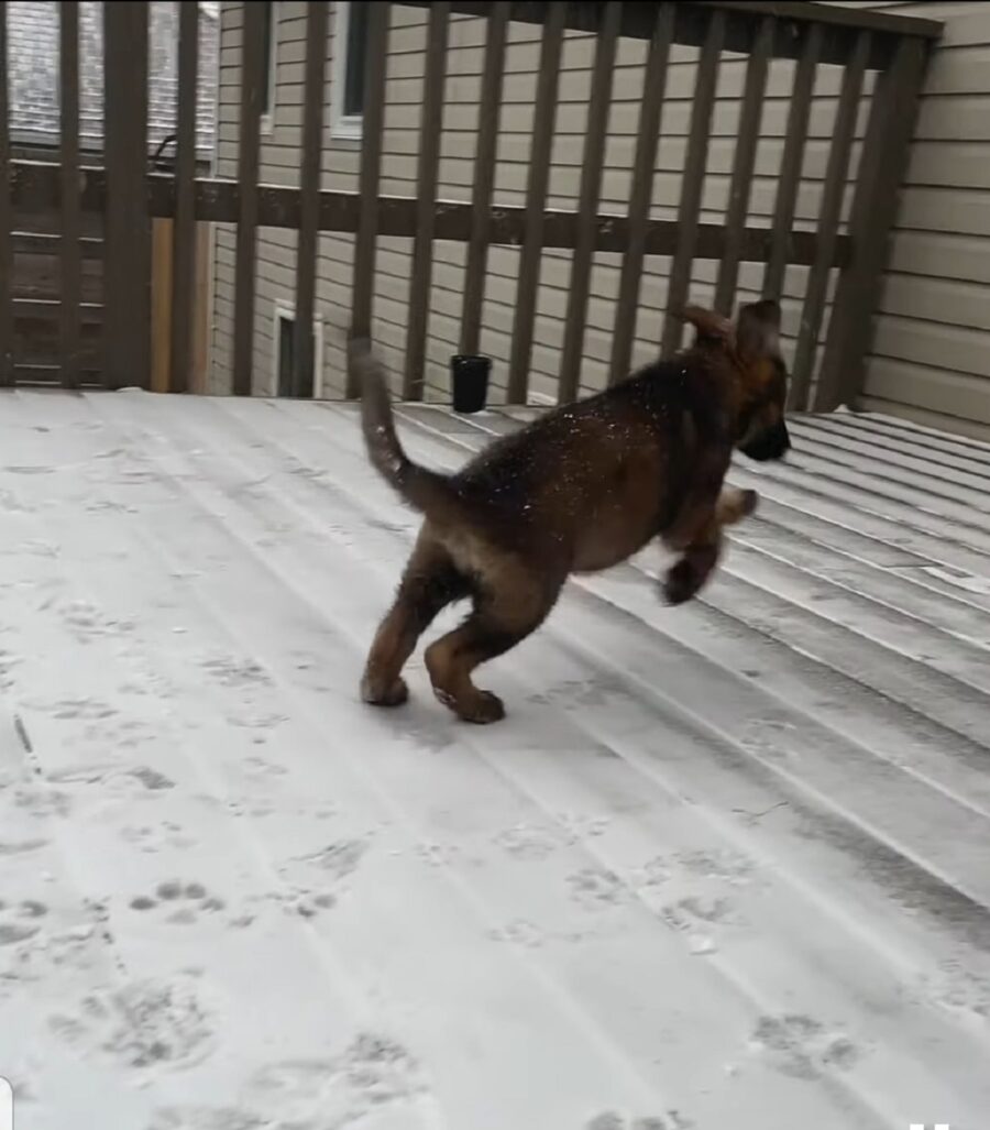 adorabile cucciolo vede la neve per la prima volta