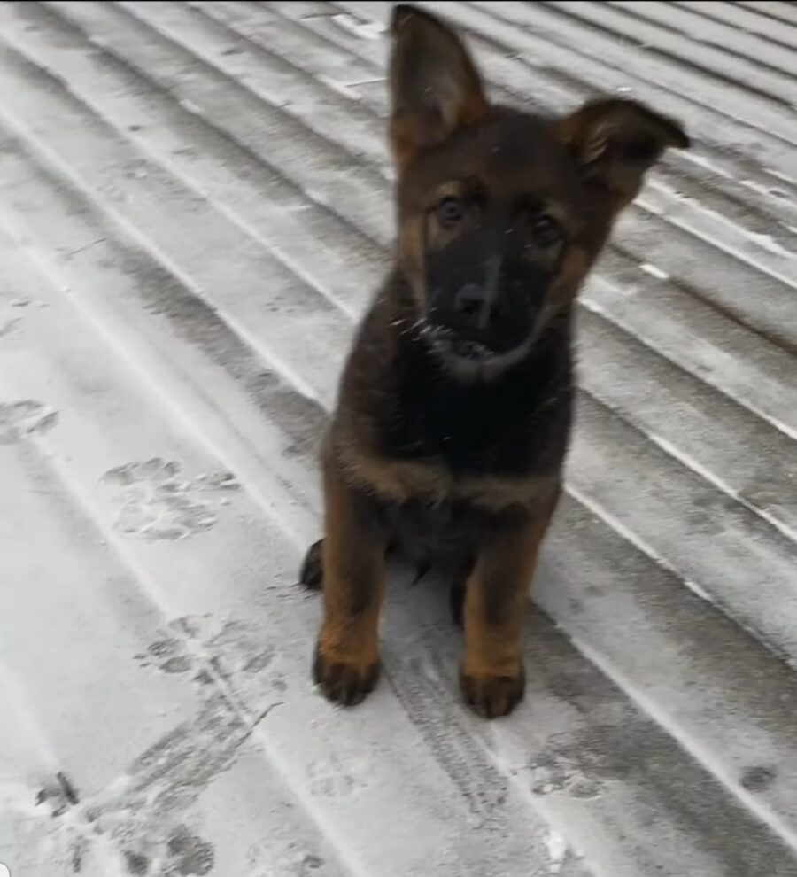 video di un adorabile cucciolo