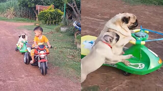 Bambino porta due carlini su una moto giocattolo ma uno cade e la reazione è esilarante (VIDEO)