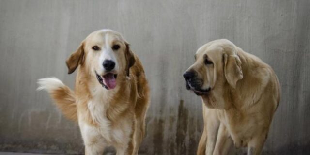 Organizzano evento al Bioparc per sensibilizzare sulle adozioni e trovare casa a 25 cani