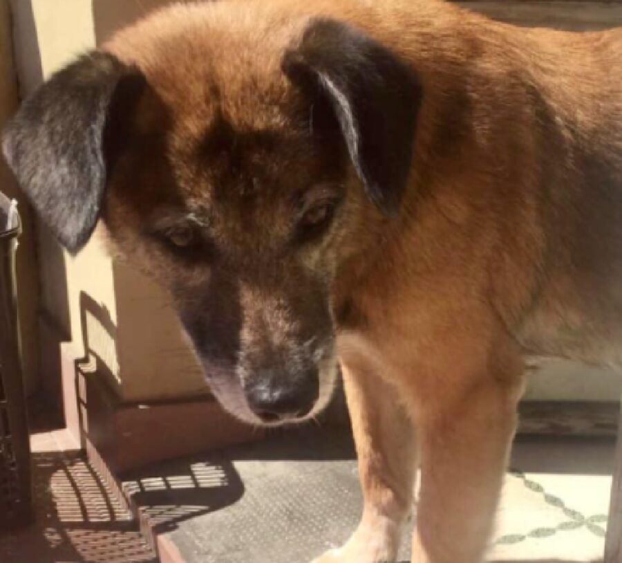 cagnolina susy sguardo basso