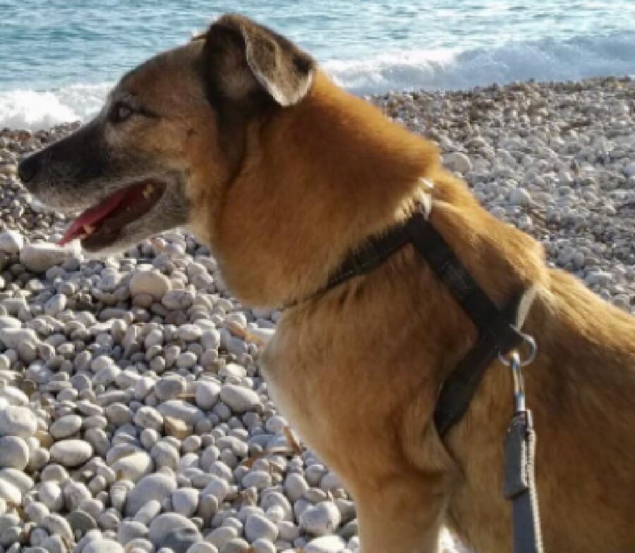 cane sulla spiaggia con sassi