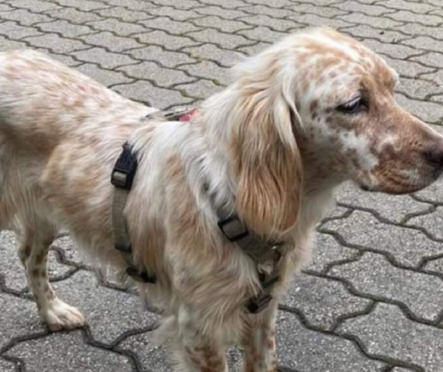 cagnolina chiazze marroncine chiare