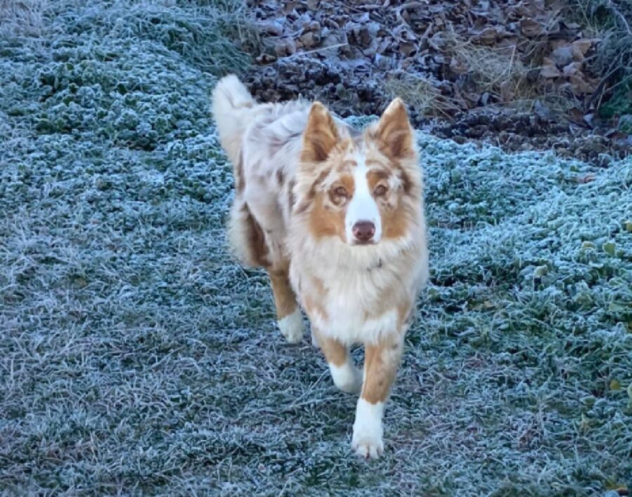 cane cammina su brina