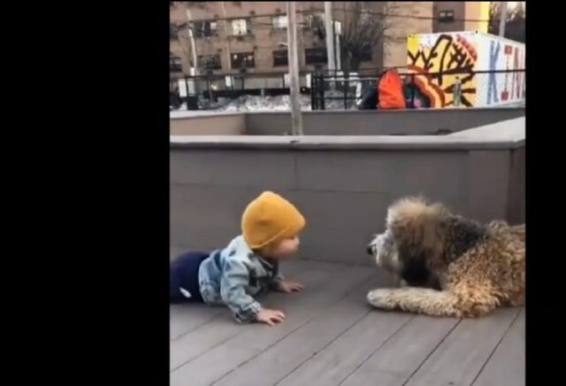 Cagnolino incontra un bambino per la prima volta (VIDEO)