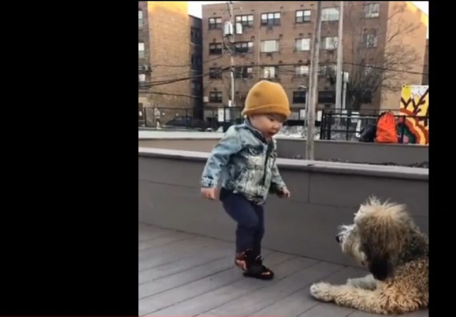 cagnolino incontra un bambino per la prima volta