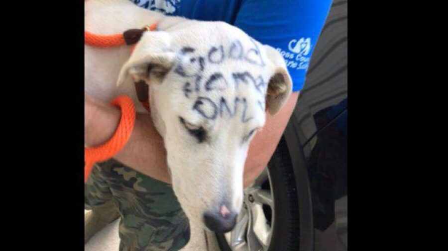 cagnolino abbandonato pieno di scritte