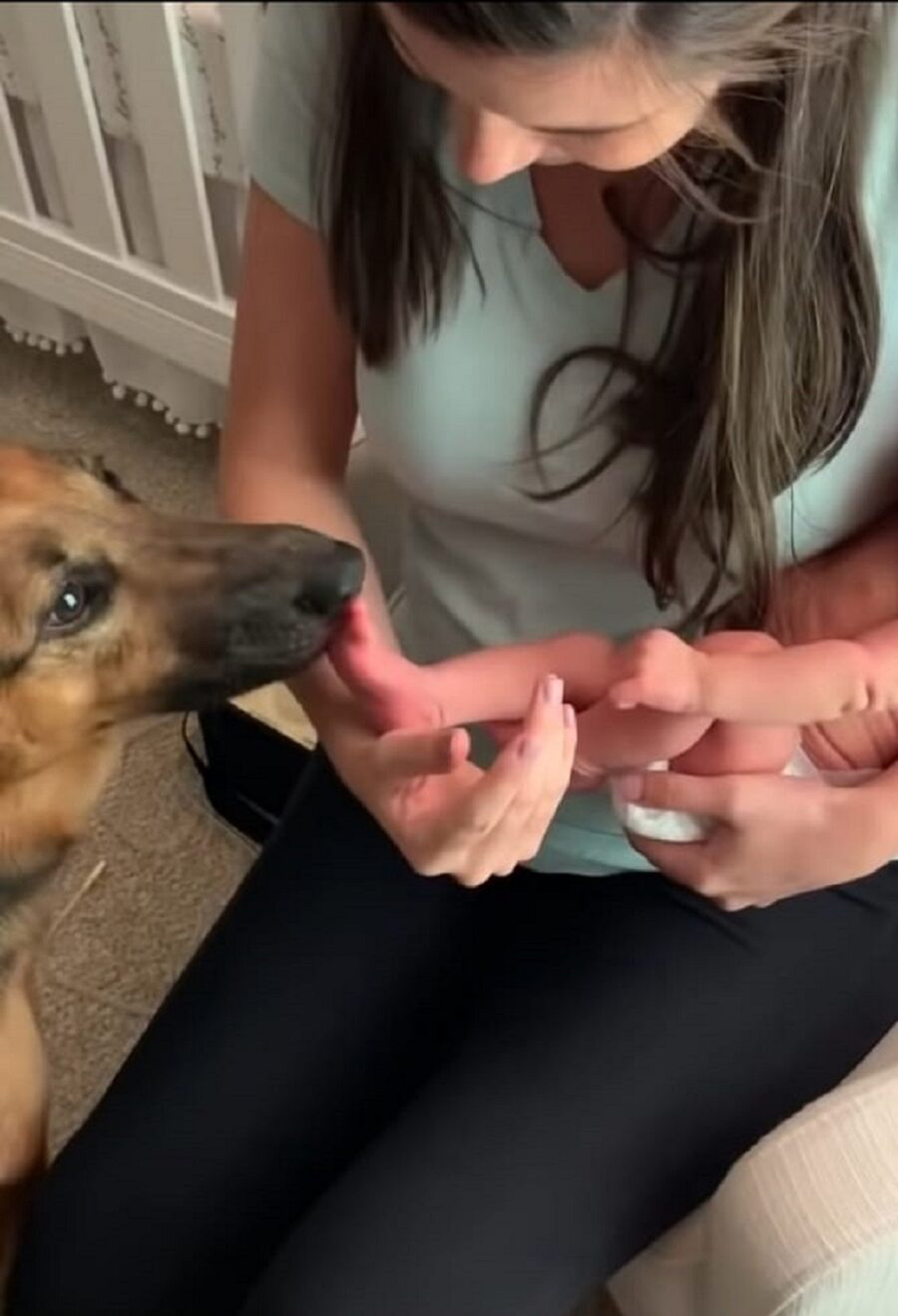 video del primo incontro tra un neonato e un cagnolino