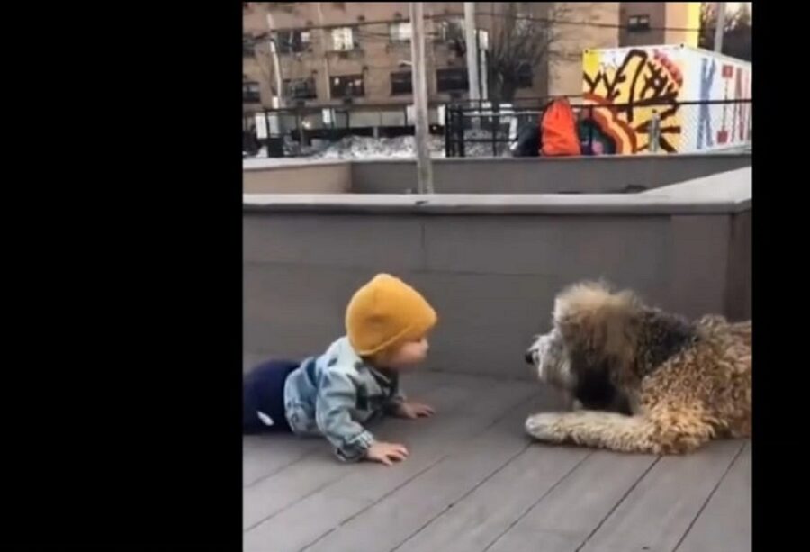 video di un cagnolino e bambino