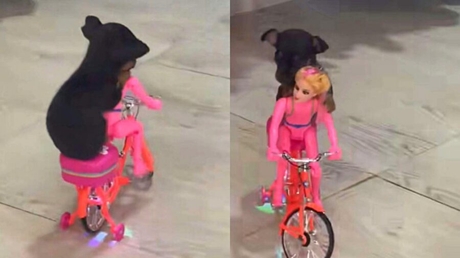 cagnolino su bici elettrica con barbie