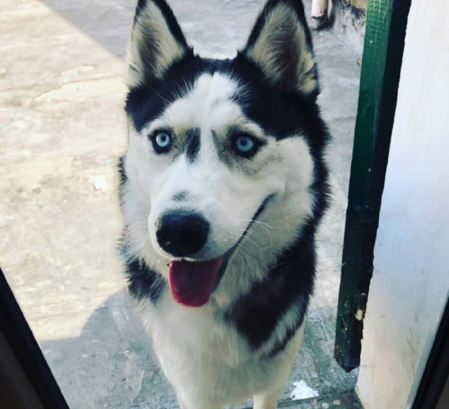 cane husky sorriso mia