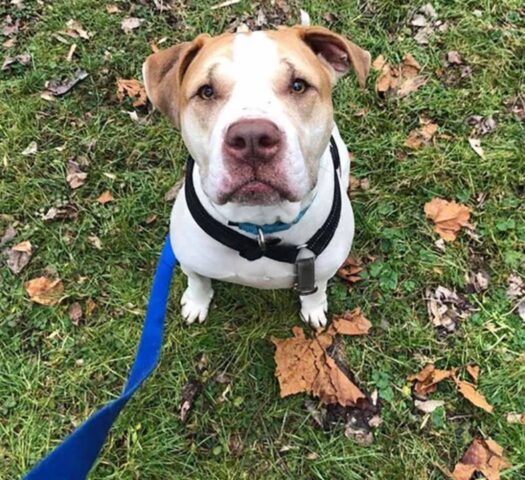 Cucciolo di cane dopo due anni finalmente trova una famiglia