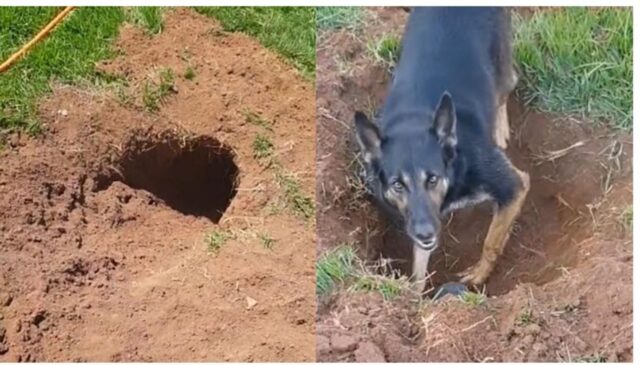 Cucciola di cane cerca di impressionare il suo padrone, vediamo come