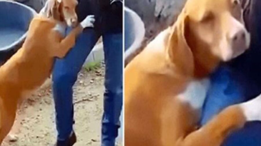 Il giornalista va al rifugio per fare un reportage, ma il cane lo abbraccia e non lo lascia finché non viene adottato