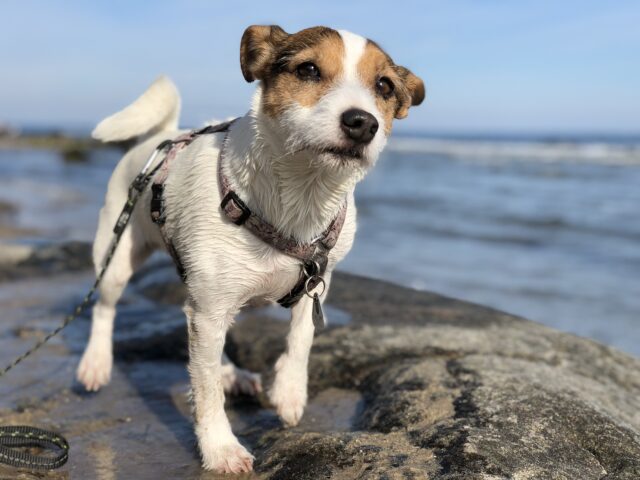 Un cane cade in un dirupo a picco sul mare: salvato dai pompieri