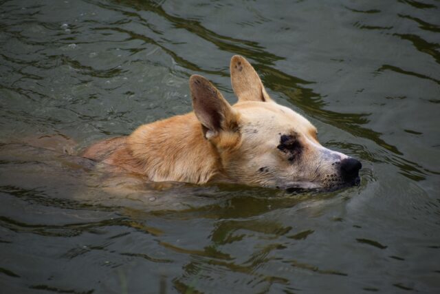 cane in acqua
