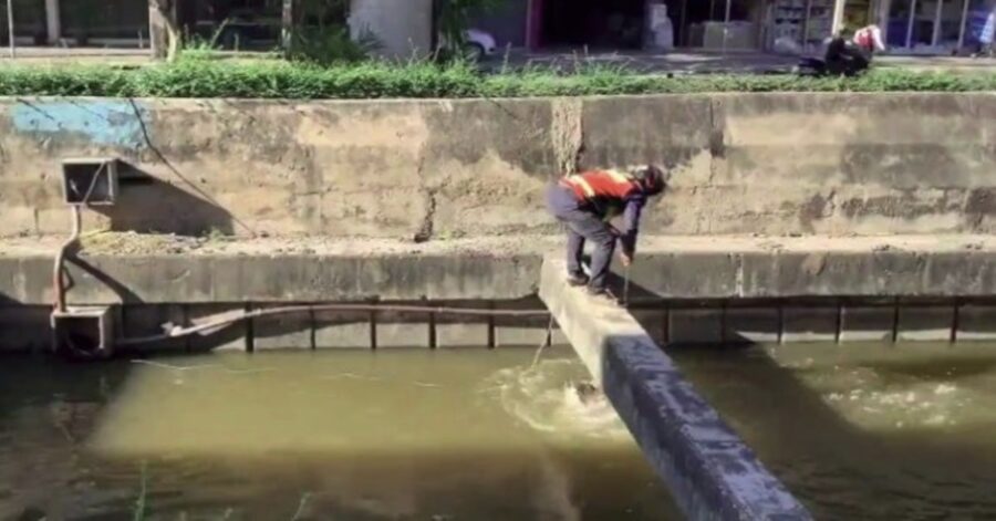 tassista salva un cane in pericolo