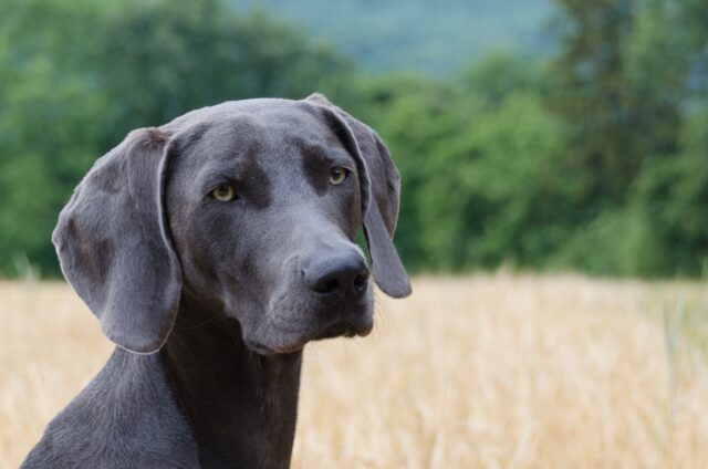 Reggio Emilia: un cagnolino caduto in un pozzo viene salvato dai Vigili Del Fuoco