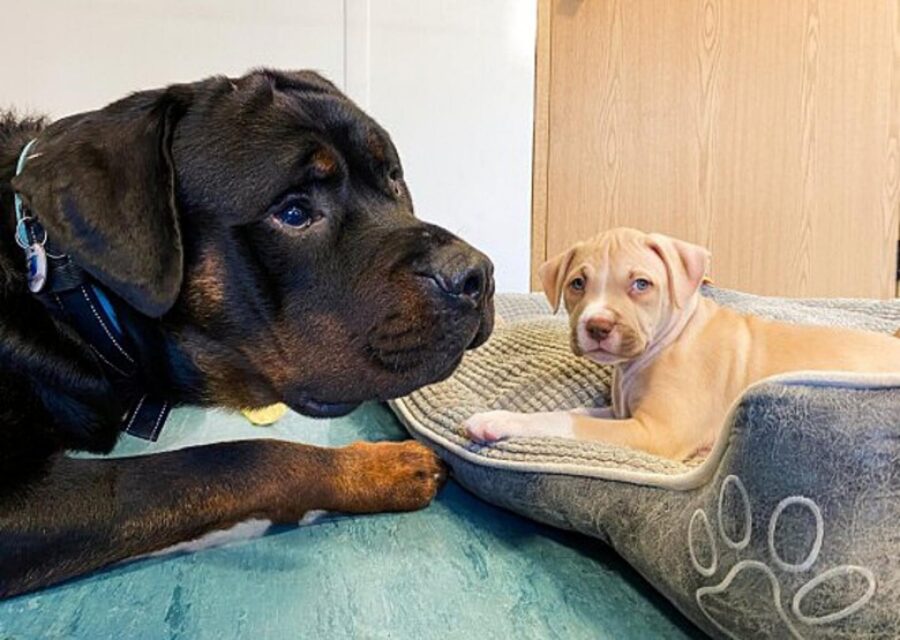 rottweiler con cuccioli orfani