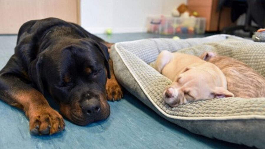 rottweiler con cuccioli orfani