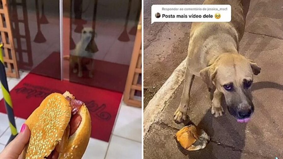 paninoteca regala panini al cane