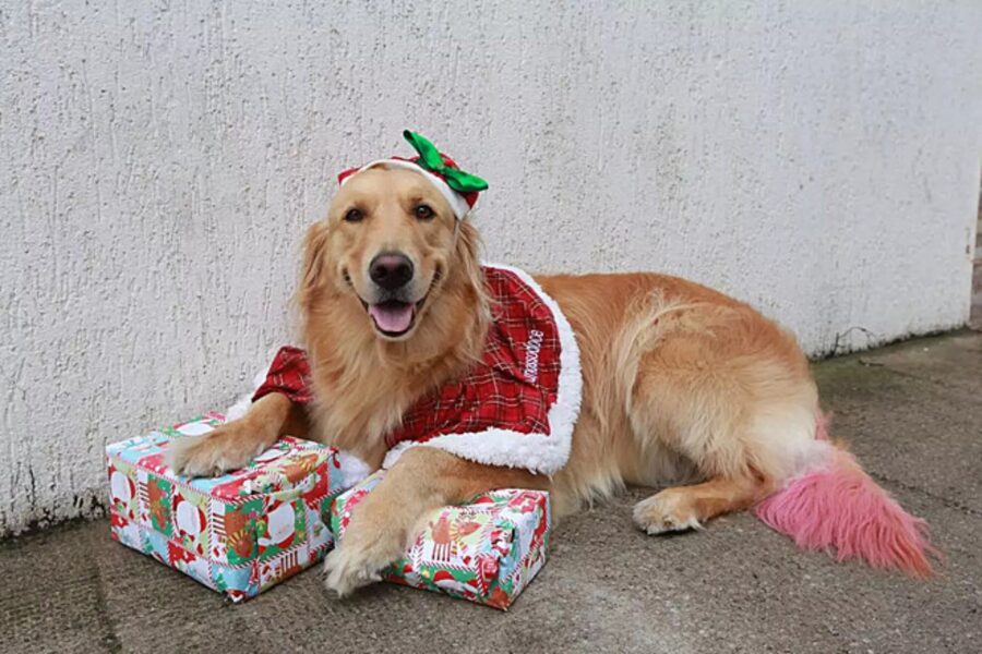 cane con regali